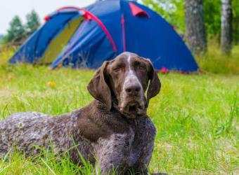 Celebrating National Camping Month with Your Canine Companion
