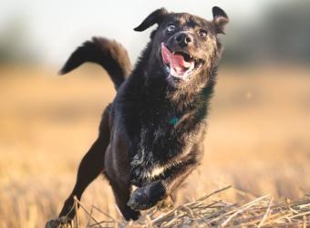 Dog Zoomies: Freeing the Fun and Appreciating the Frenetic Frenzy
