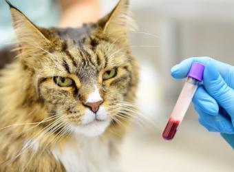 Feline Baselines &amp; Blood Work: How Knowing Your Cat’s “Normal” Can Lead to Better Health Outcomes