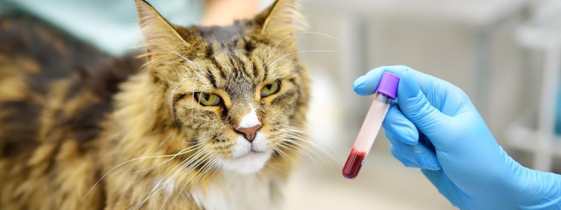 A cat having blood work done at the vet's office. 